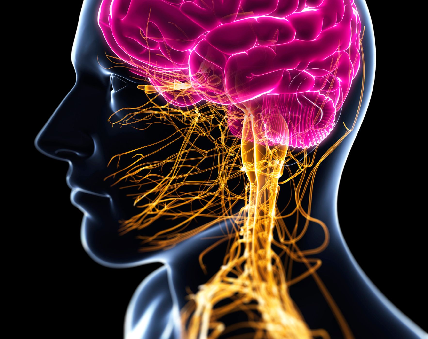 An abstract visual of a shrinking brain or neural connections, representing the topic of brain atrophy in Multiple Sclerosis and factors influencing it.