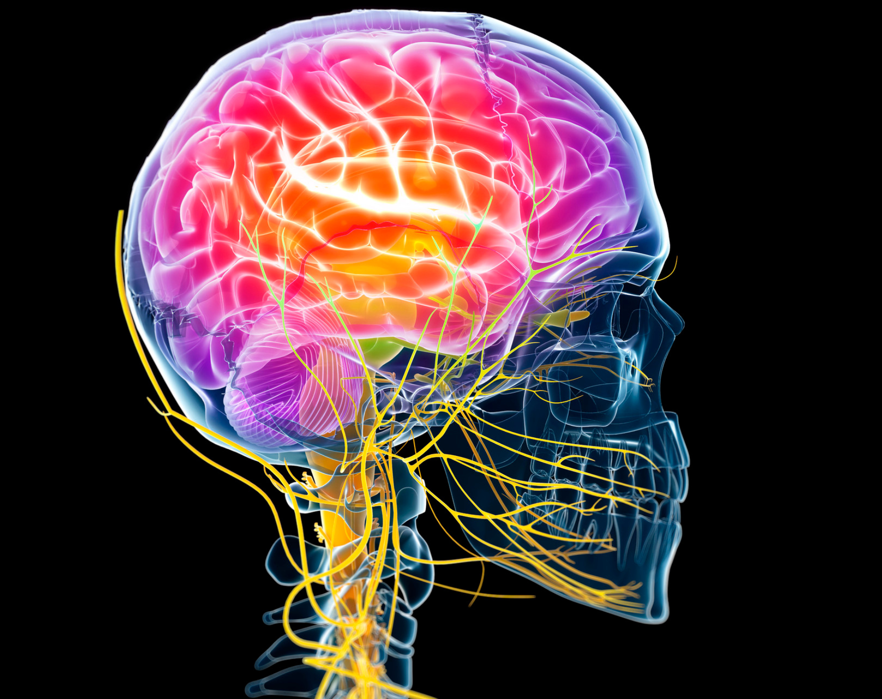 Illustration of the human brain highlighting neural pathways and reticular activating system, symbolizing the MS brain hack with Alene Brennan Wahls Protocol MS Nutritionist